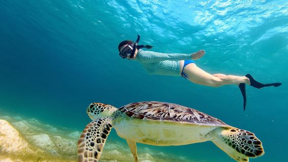 Pengembaraan Snorkel Mengesan Penyu San Juan dengan Video