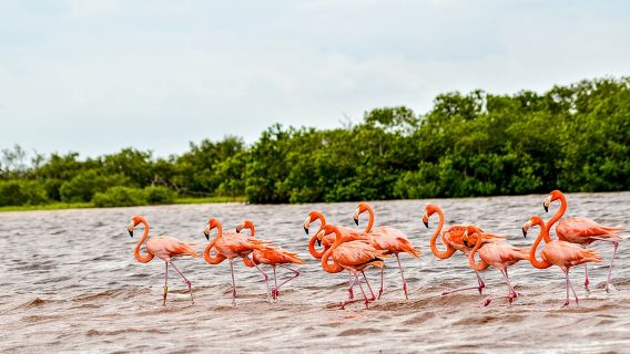 Nature tour by boat in the Natural Reserve in Río Lagartos