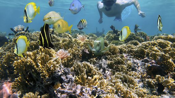 Snorkeling tour from RIU Atoll and RIU Palace Maldivas