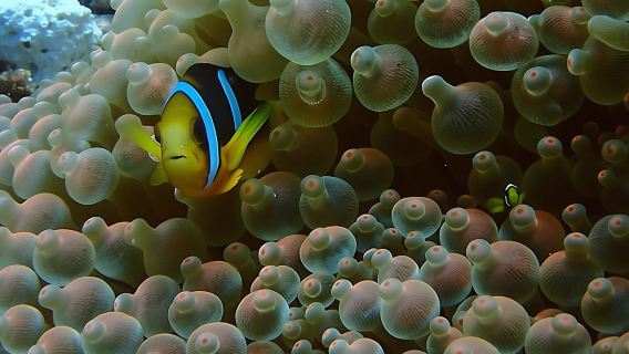 PADI Discover Scuba Diving from RIU Atoll and RIU Palace Maldivas