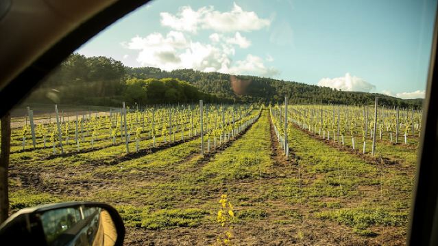 Albarino Wine and Vineyard Tour with Tasting Experience