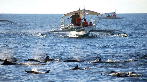Dolphin Watching and Balicasag Island Tour by Bohol and Beyond
