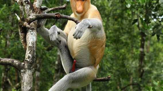 SepilokTours