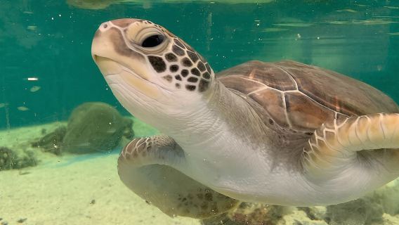 Entrada general al Acuario de Cairns y tour por el Hospital de Tortugas