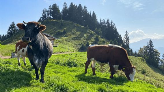 Kufstein: tour in buggy alpino con guida, bevande e foto con drone