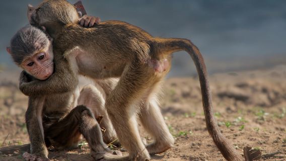 Kruger National Park Full-Day Safari