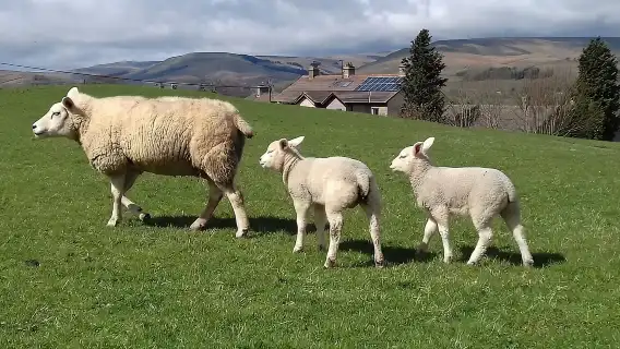 From York: Day Trip to Whitby and The North York Moors