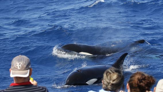 Bremer Bay: Bremer Canyon Killer Whale Expedition