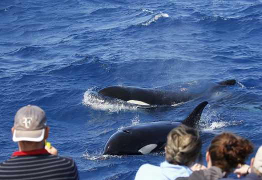 Bremer Bay Bremer Canyon Killer Whale Expedition: What to Expect Before You Book