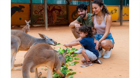 ตั๋วเข้าชมสวนสัตว์ซานอันโตนิโอแบบรายวัน รวม ZooLights