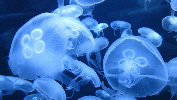 San Francisco CityPASS: Save 46% at 4 Top Attractions