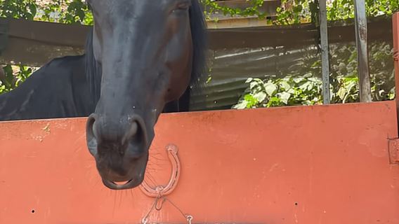 Nairobi: Paseo a caballo por el bosque de Karura