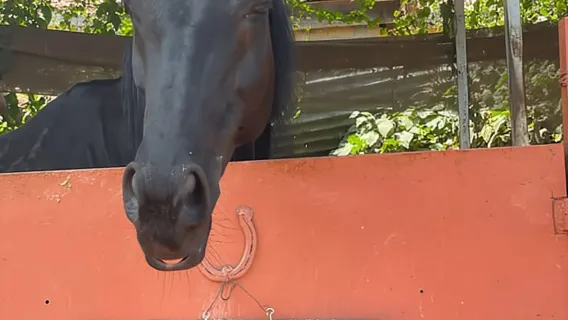 Nairobi: tour a cavallo nella foresta di Karura