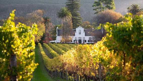 Explore Table Mountain, Kirstenbosch, & Constantia wineries.