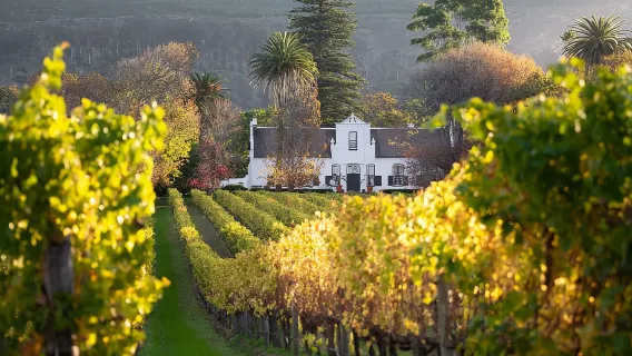 Explora la Montaña de la Mesa, Kirstenbosch y las bodegas de Constantia.