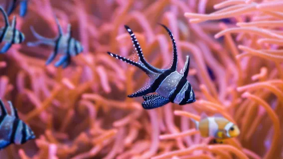 Biglietto d'ingresso all'Acquario di Siviglia