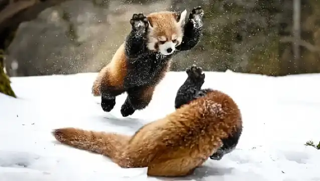 北海道旭川市旭山動物園+網紅聖誕樹+美瑛青池白鬚瀑布一日遊|包含門票