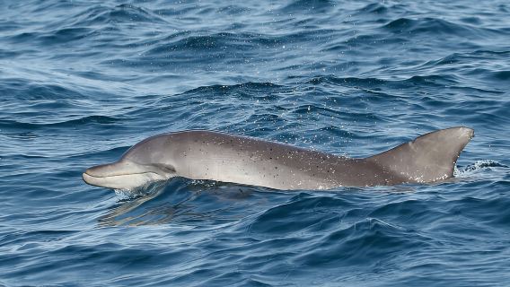 Sydney Port Stephens Dolphin Watching and Sandboarding 1-Day Tour (Small Group)