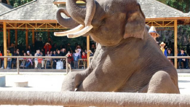 1-day private charter tour to Wild Elephant Valley + Primitive Forest Park in Xishuangbanna