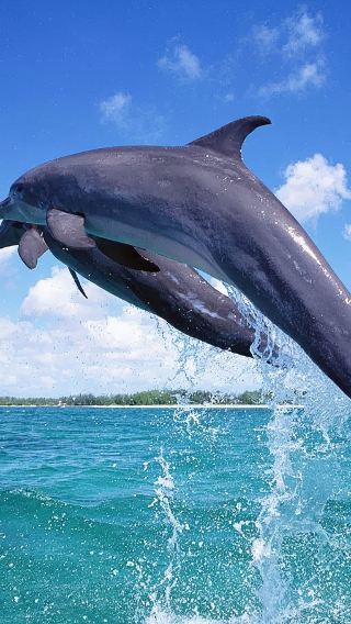 Bohol Island Dolphin Watching + Balicasag Island Snorkeling + Virgin Island 1-day Tour | Encounter with Sea Turtles