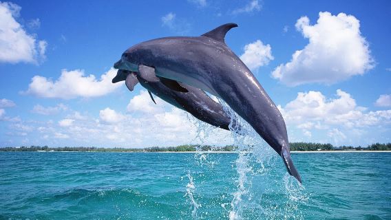 菲律賓薄荷島迎著朝陽追逐海豚+巴里卡薩浮潛一日遊【來回接送】