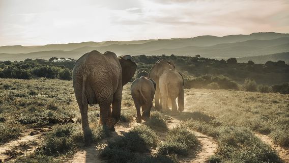 Addo Elephant Nationalpark All-Inclusive Ganztagessafari
