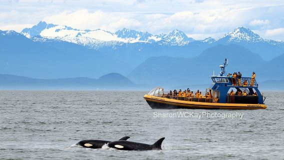 Excursión de avistamiento de ballenas desde Vancouver