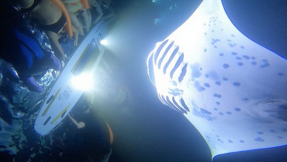 Kona Manta Ray Night Snorkel Adventure! Small Group