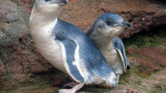Evening Penguin Tour in New Zealand (From Akaroa