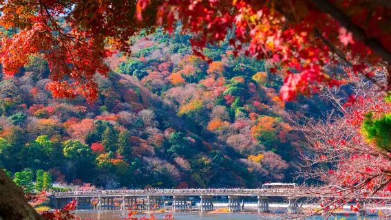 Excursion d'une journée à Arashiyama à Kyoto, nourrir les cerfs au Parc de Nara et visiter le Fushimi Inari-taisha, avec une vue sur les érables en automne