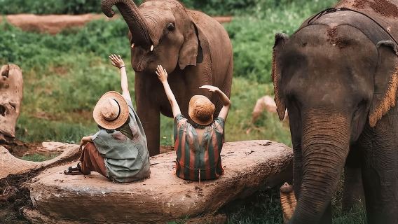 [พัทยา] ทัวร์วันครึ่งกับช้างน้อยสุดน่ารัก [ราคาจำกัด]