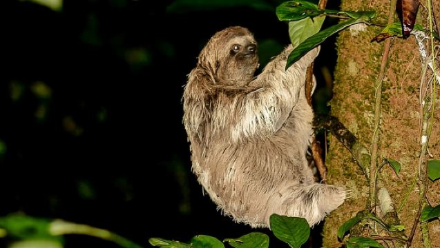 Night Jungle Tour with Dinner (Rainmaker Park)