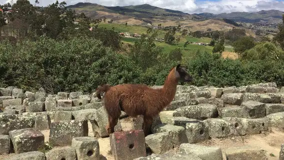 Ingapirca Ruins & Inca mountain face tour from Cuenca with Small Group