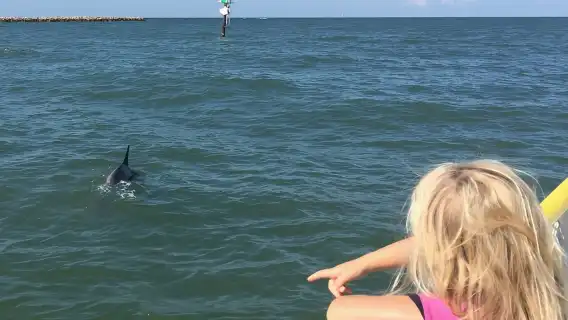 Clearwater Encounters with Dolphins Tour