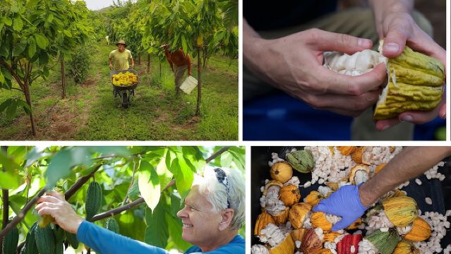 Lahaina: Tour Guidato e Degustazione alla Fattoria di Cacao Maui Ku'ia Estate