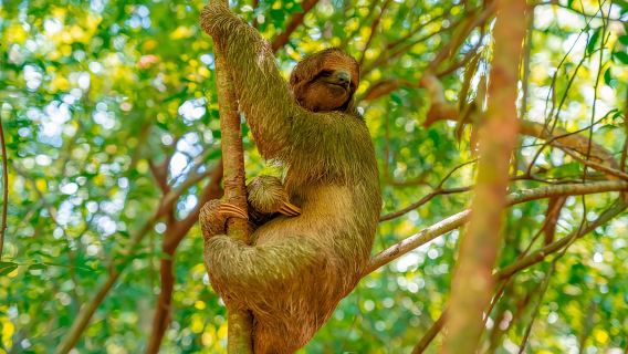 Privater Ausflug nach Roatan und Besuch des Faultier-Schutzgebiets