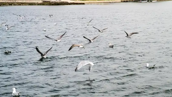 Porto: Douro Nature Boat Tour