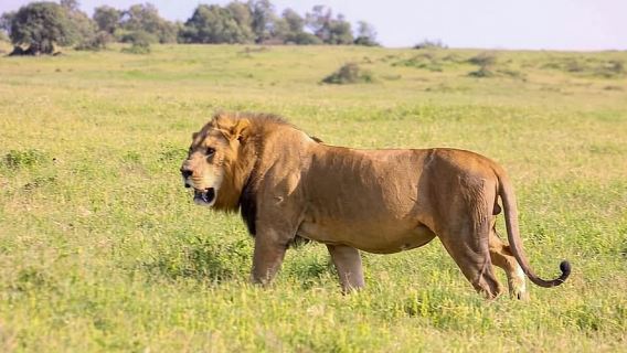 Excursión de un día al Parque Nacional del Lago Nakuru desde Nairobi