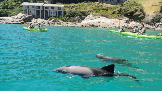 เคปทาวน์: พายเรือคายัคพร้อมไกด์ใน Hout Bay