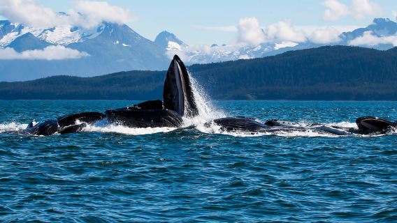 From Juneau: Whale Watching Cruise with Snacks