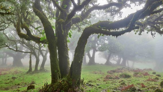 Madeira: Fanal Forest and Cabo Girão for Cruise Ship