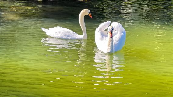 Austin : visite guidée en bateau du lac Austin avec protection solaire complète