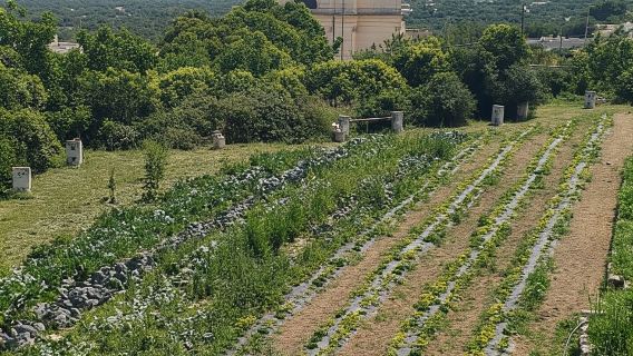 Walk and Aperitif in the Secret Gardens of Ostuni
