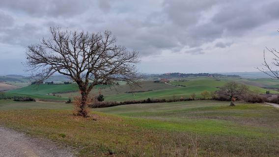Tour in e-bike a S.Miniato e aperitivo (yoga opzionale al tramonto)