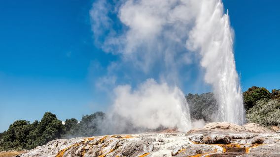 Da Auckland: trasferimento di sola andata per Rotorua con Hobbiton Tour