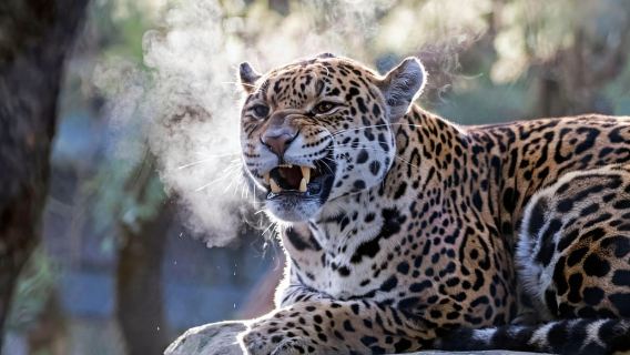 Amsterdam: ARTIS Amsterdam Royal Zoo Entry Ticket