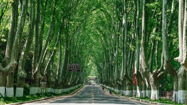 總統府+報恩寺+秦淮河遊船+梧桐大道+中山陵景區