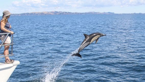 Auckland Hauraki Gulf Whale Watching and Dolphin Watching Cruise