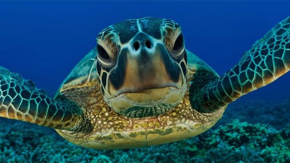 スリランカ ミリッサ ミリッサビーチ日帰りツアー【ウミガメとシュノーケリング体験 18297】