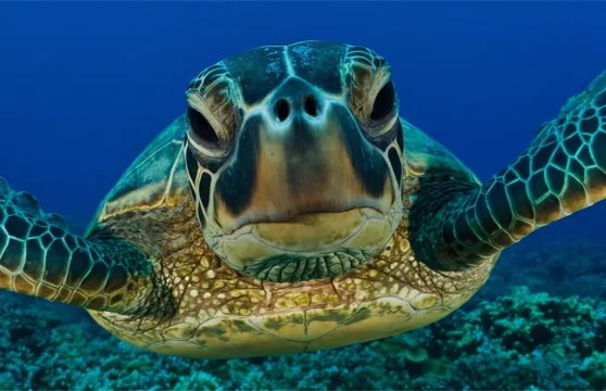 斯里蘭卡美蕊沙美蕊沙海灘一日遊【海龜共游浮潛體驗18297】